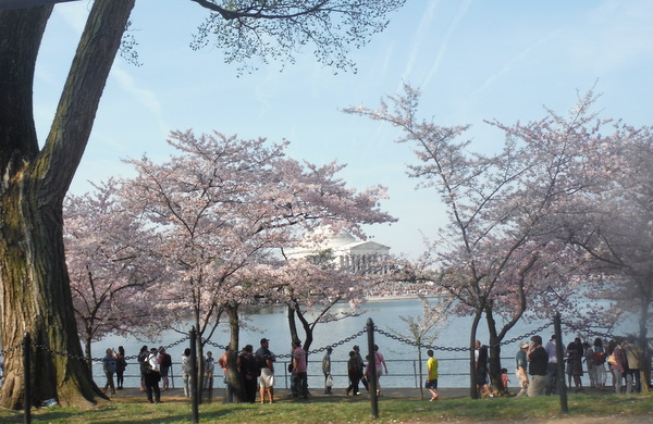 cherry blossoms 2014 tidal basin jefferson memorial