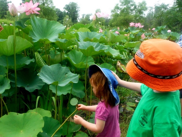 Kenilworth Aquatic Gardens children looking at lotus