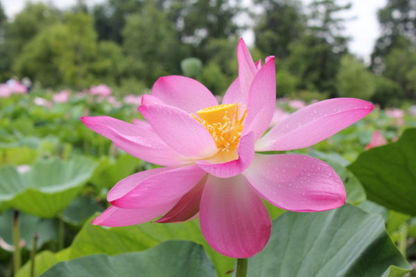 Kenilworth Aquatic Gardens dark pink lotus