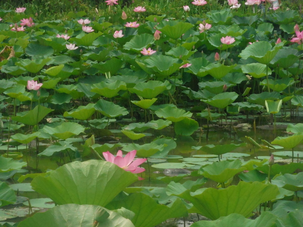 Kenilworth Aquatic Gardens large turtle amid lotus