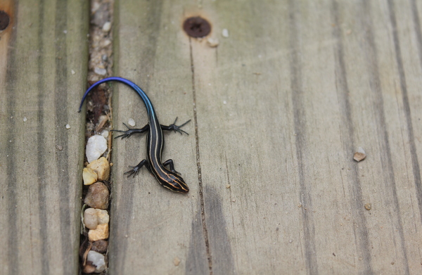 Kenilworth Aquatic Gardens lizard