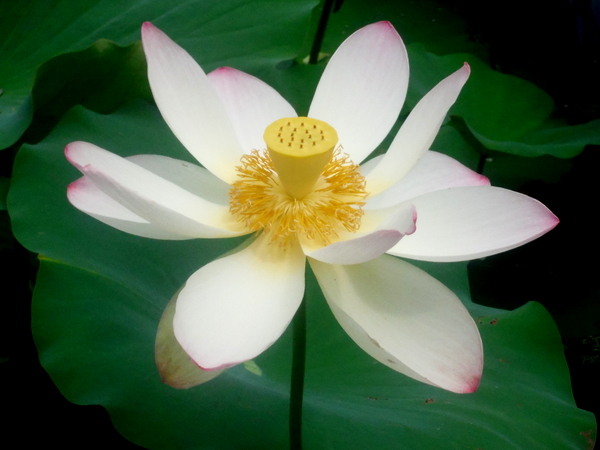 Kenilworth Aquatic Gardens lotus
