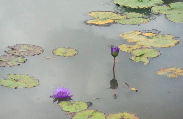 Kenilworth Aquatic Gardens purple lilies