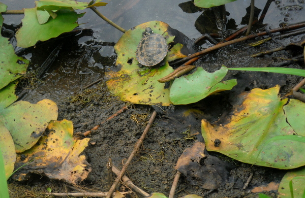 Kenilworth Aquatic Gardens small turtle