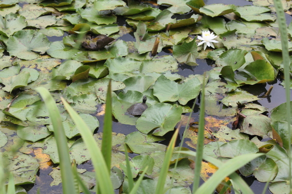 Kenilworth Aquatic Gardens turtle