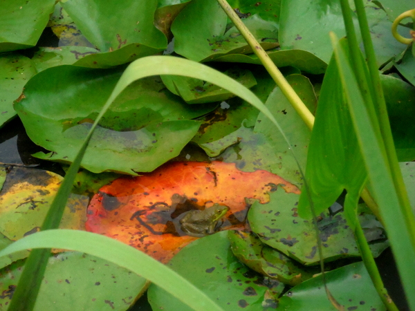 Kenilworth Aquatic Gardensfrog