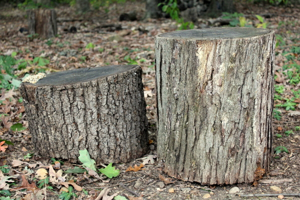 two stumps that became a table and chair