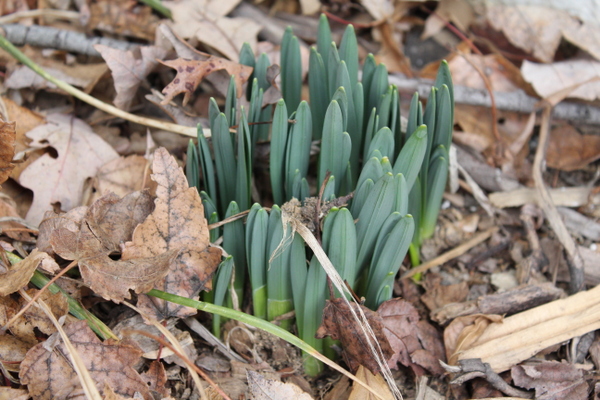 Winter into Spring: gardening, health and wellness events at a glance