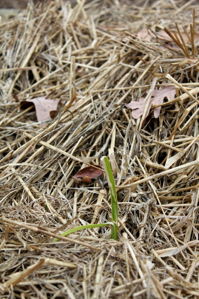 garlic shoot