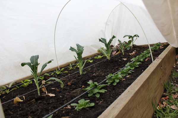 winter kale and greens