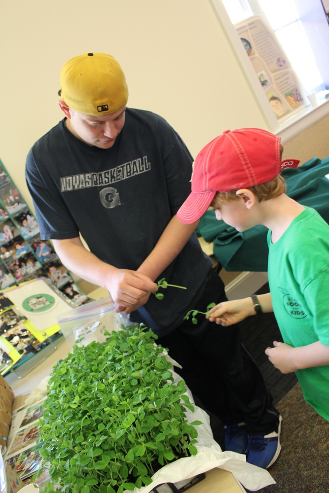 2015 Growing Green Schools in Arlington - pea shoots