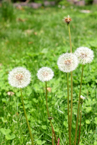 family of dandelions