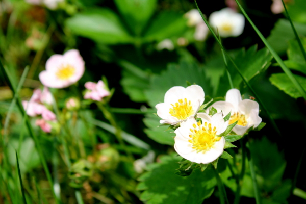 strawberry blooms