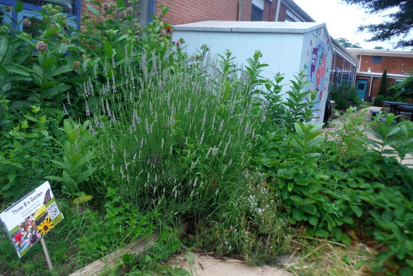 APS Growing Green Schools Garden Meetup Jamestown Elementary 6-8-15  garden sign 2