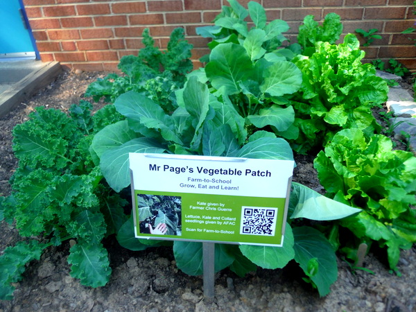 APS Growing Green Schools Garden Meetup Jamestown Elementary 6-8-15  green garden patch