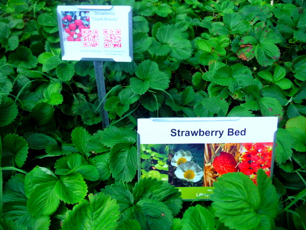 APS Growing Green Schools Garden Meetup Jamestown Elementary 6-8-15 strawberry patch
