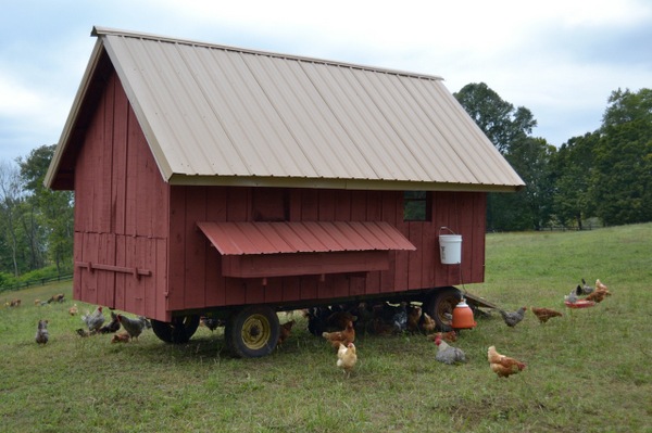 PA Bowen Farmstead chickens