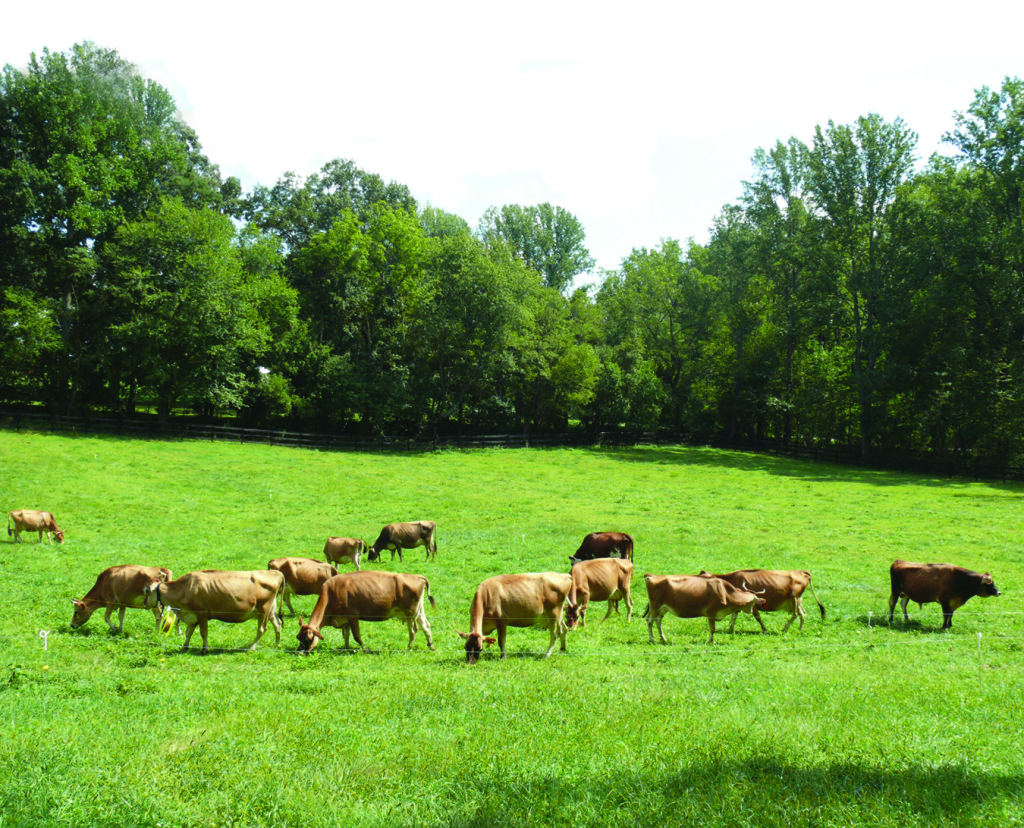 PA Bowen Farmstead cows