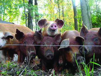 PA Bowen Farmstead pigs