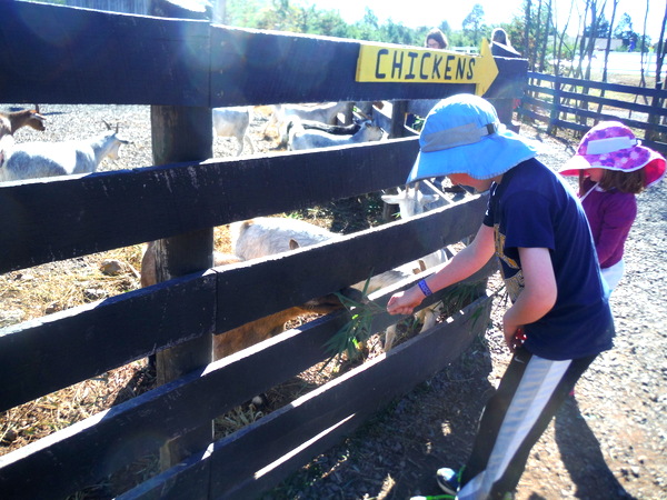 Ticonderoga Farms goats