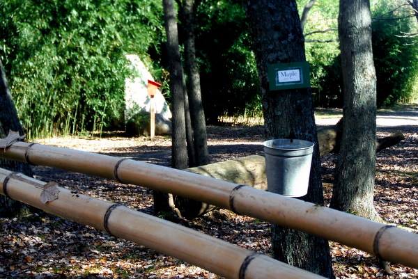 Ticonderoga Farms maple tree