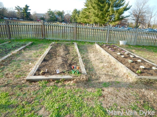 Abingdon Elementary garden bed