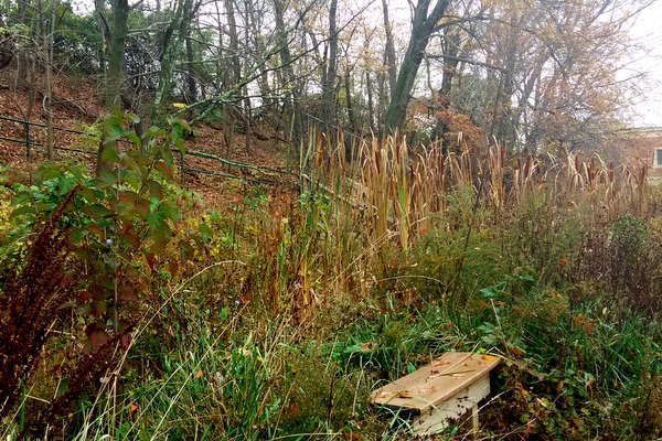 Campbell Wetlands bench November 2016