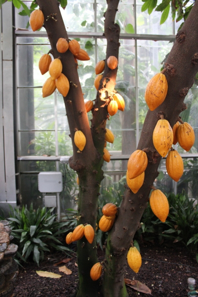 US Botanic Garden Pollinators 2015 Jessica Claire Haney - cacao pods