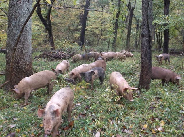 Whiffletree Farm pigs