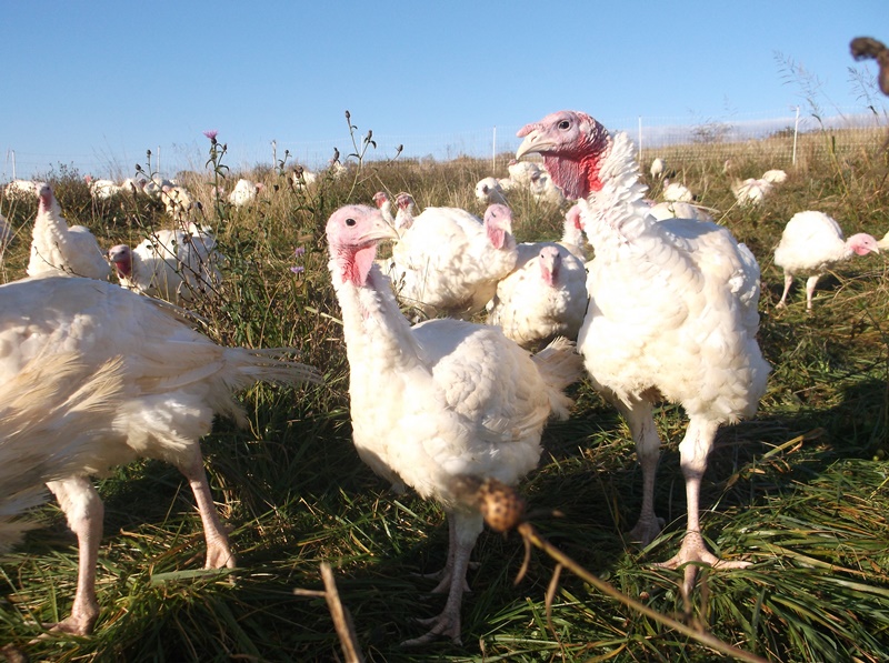 Whiffletree Farm poultry