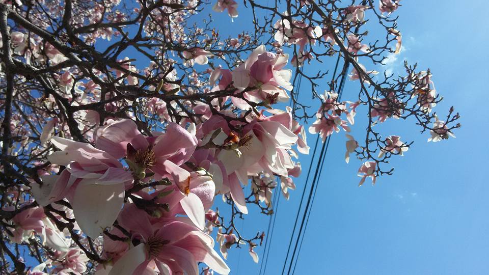 Magnolia blooms in DC metro during allergy season.