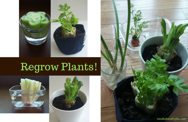 Plants that grow and regrow, whatever the weather!